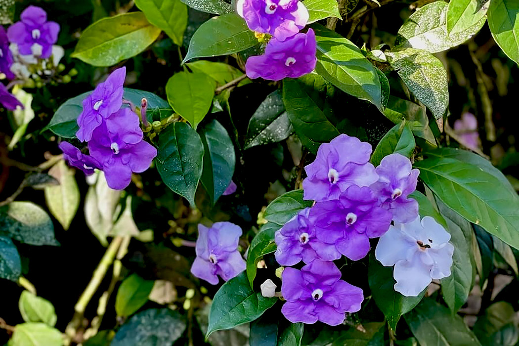Chiric sanango blooms — a master plant from the Amazon, violet flowers fading to pale lavender