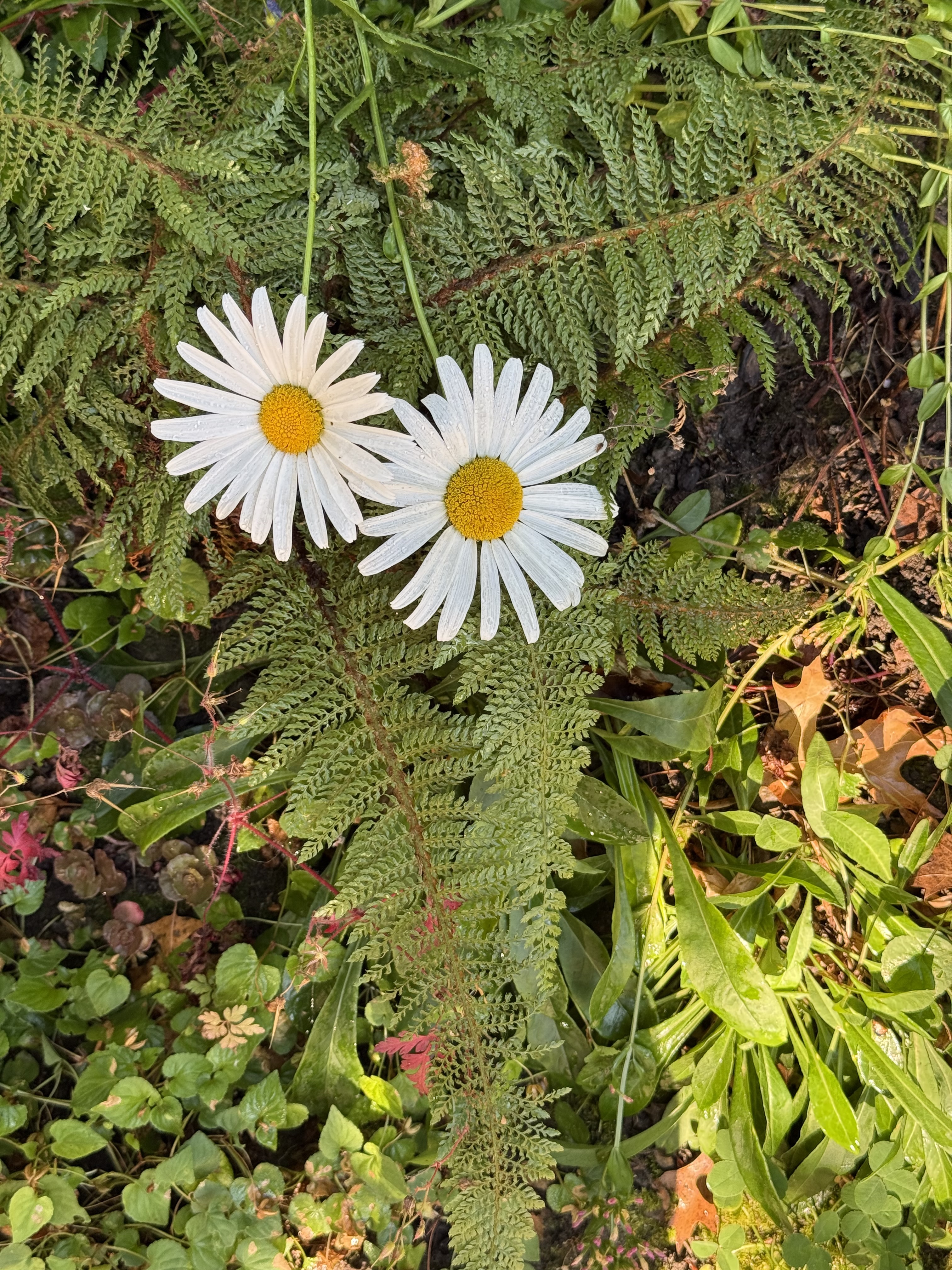 Two white daisies resting side by side in ferns