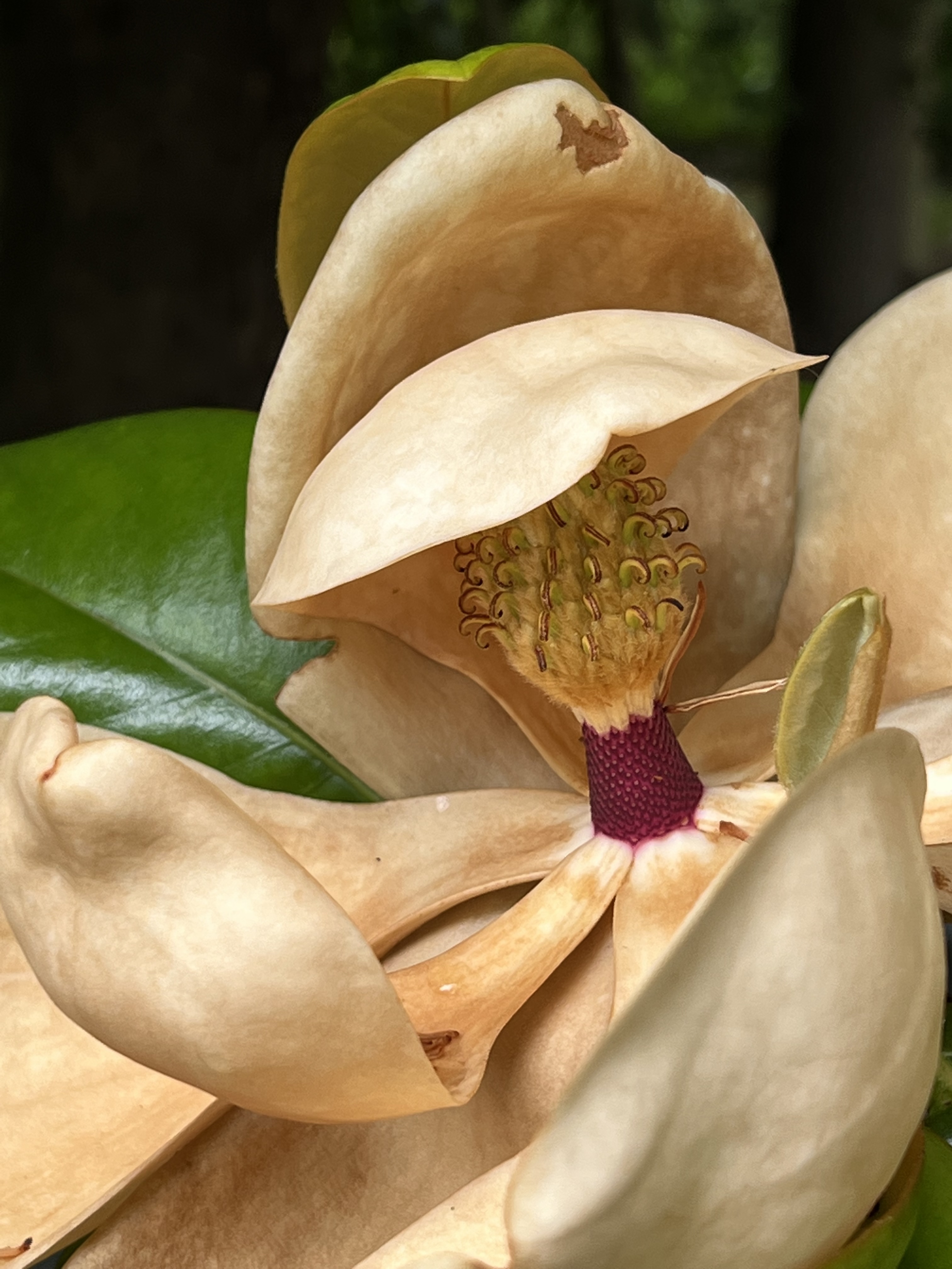 A magnolia blossom opening — cream petals around a fuchsia-pink center stamen