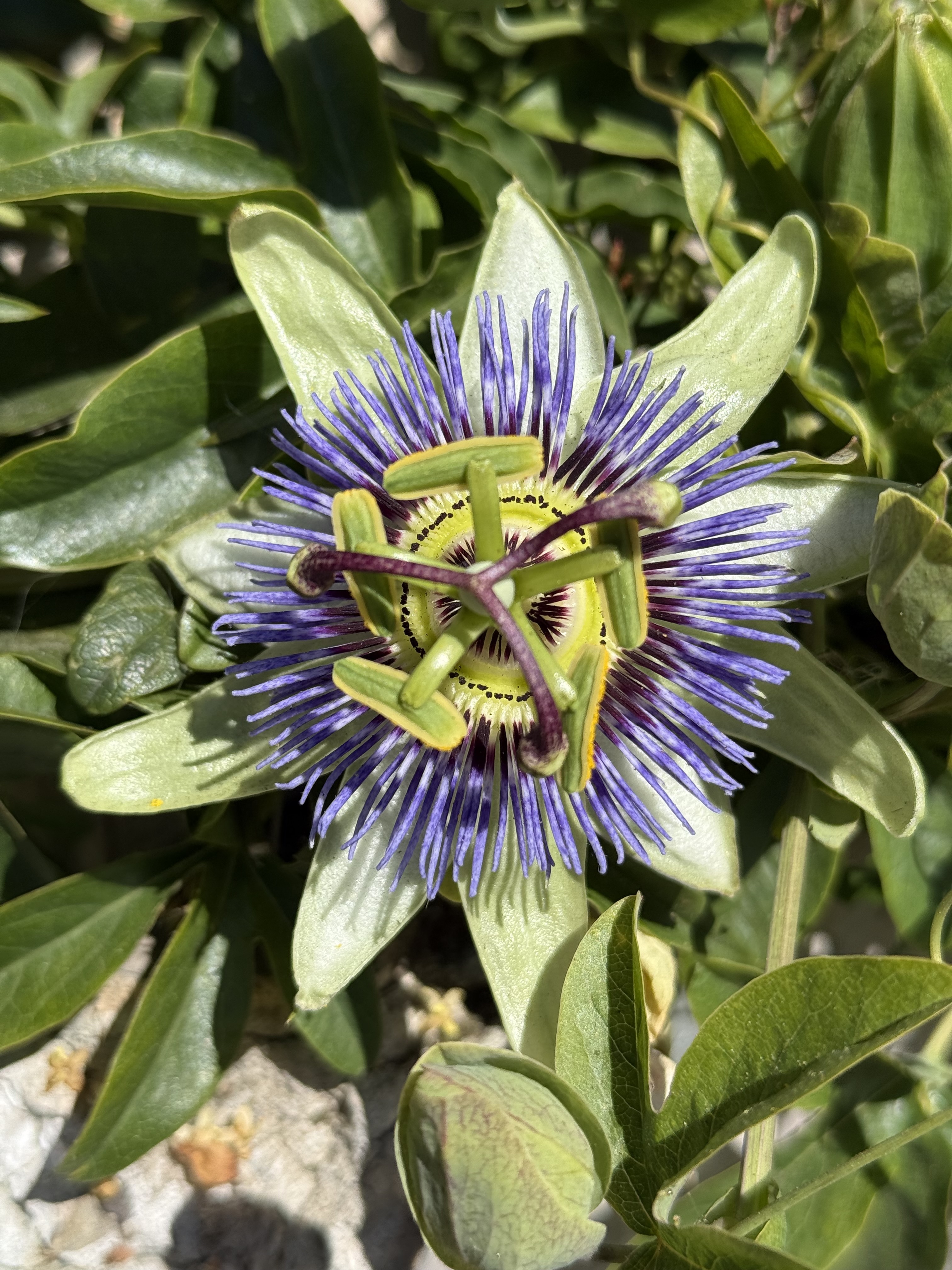 A passionflower in full bloom — violet filaments radiating from a jade green center