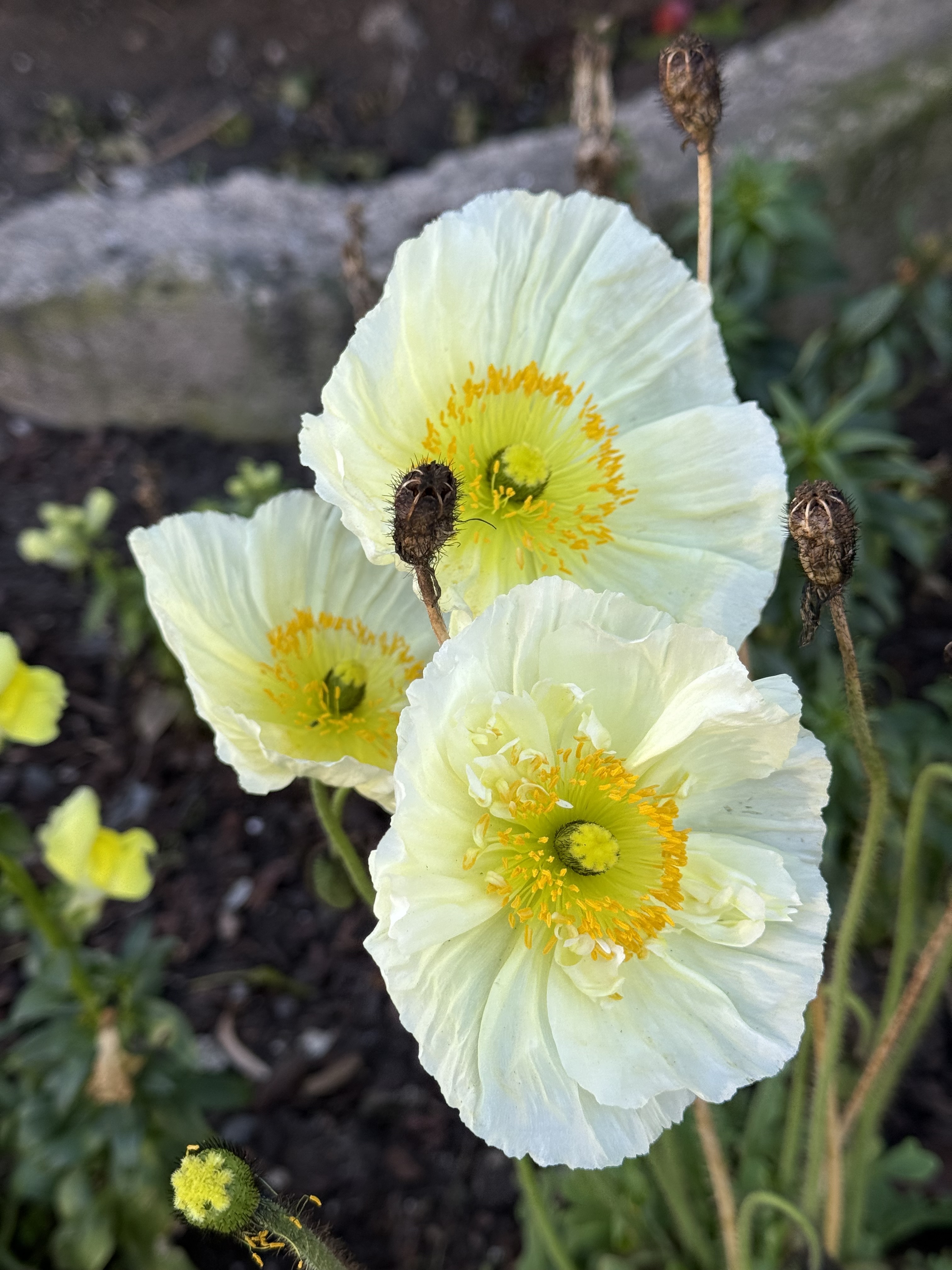 White Iceland poppies with yellow centers